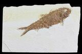 Bargain Knightia Fossil Fish - Wyoming #75907-1